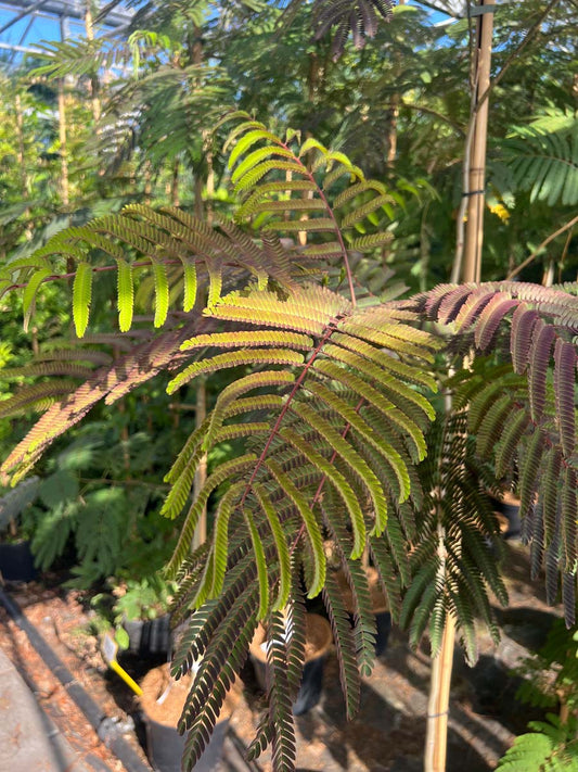 Albizia julibrissin 'Summer Chocolate' Tuinplanten blad