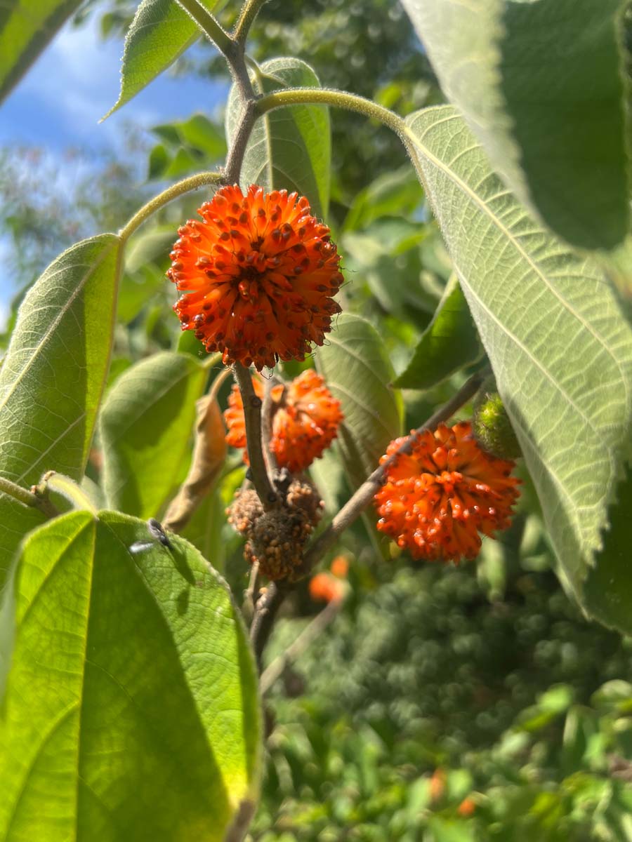 Broussonetia papyrifera Tuinplanten bloem