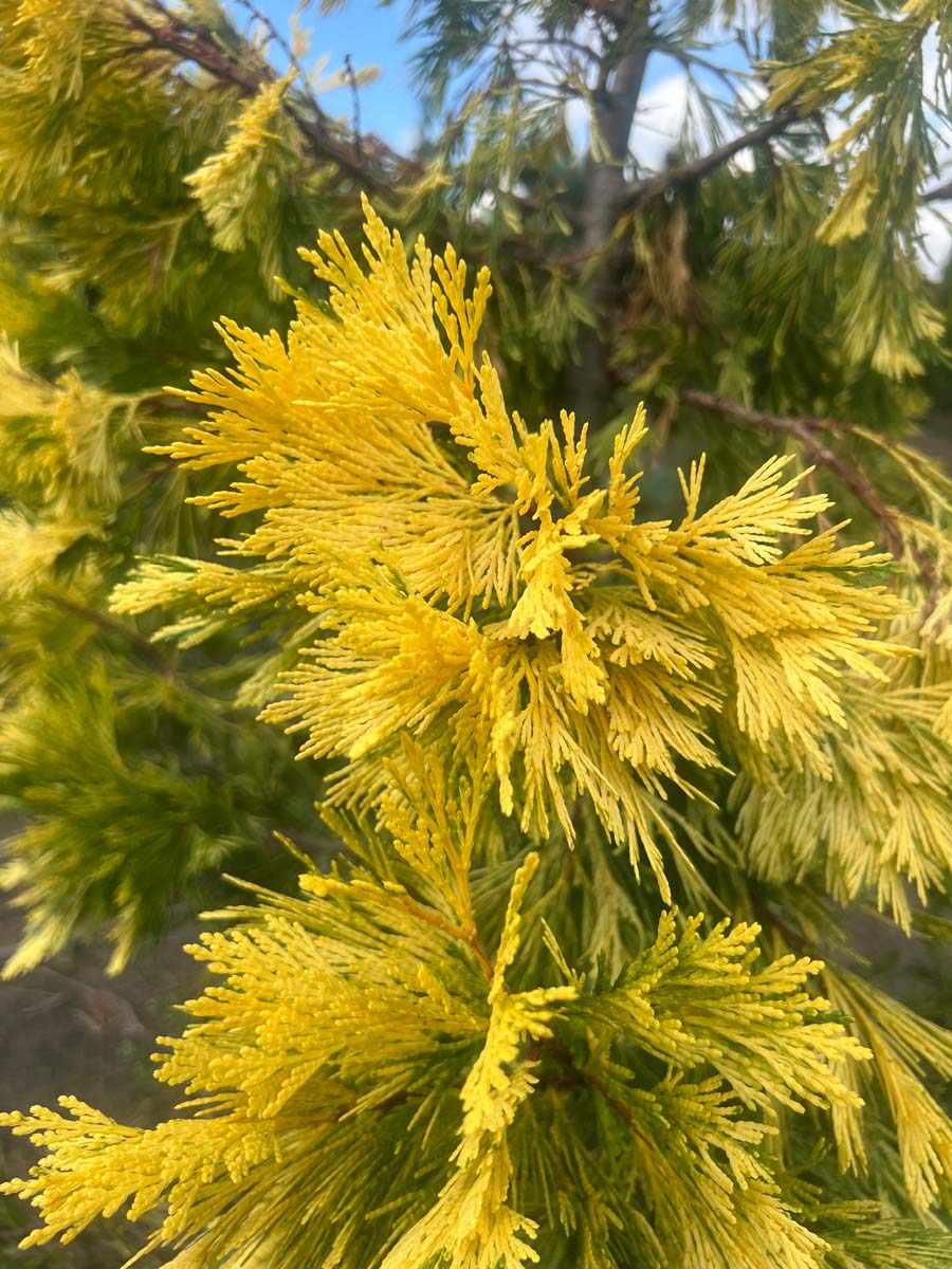 Calocedrus decurrens 'Maupin Glow' naalden