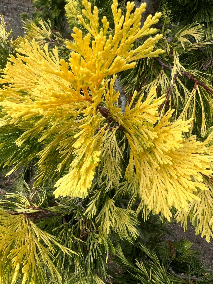 Calocedrus decurrens 'Maupin Glow' Tuinplanten naalden