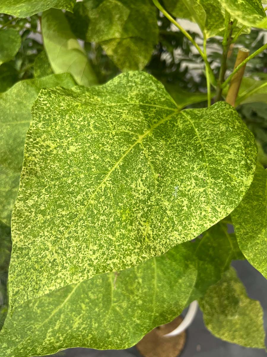 Catalpa speciosa 'Pulverulenta' meerstammig / struik blad