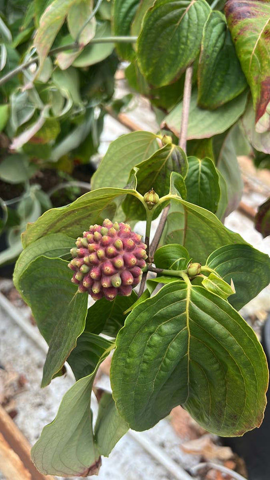 Cornus kousa 'Big Apple' bloem