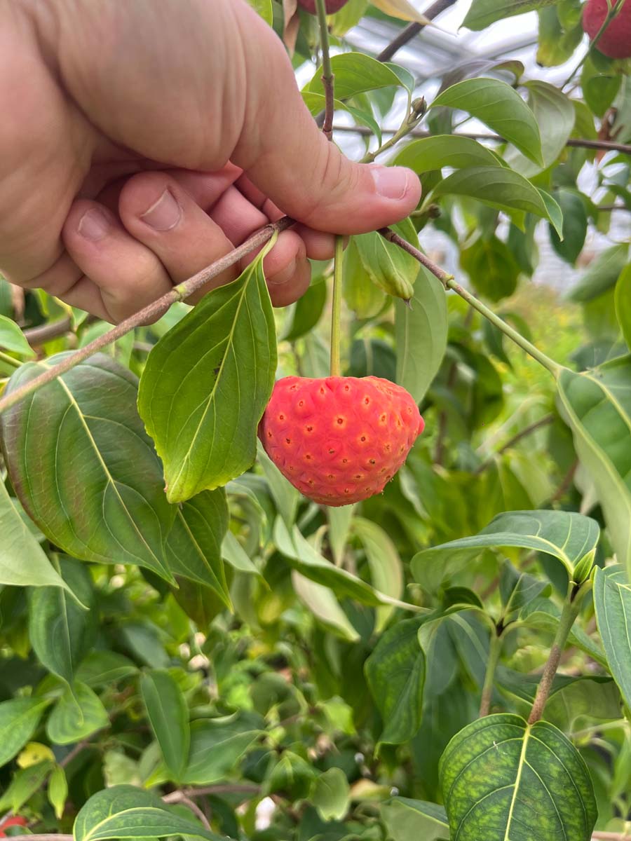 Cornus kousa 'Big Apple' Tuinplanten bloem