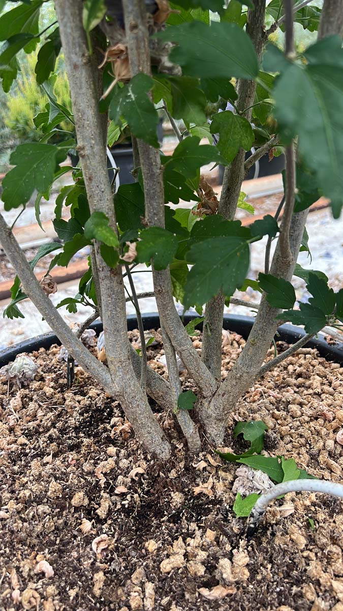 Hibiscus syriacus 'Double Purple' Tuinplanten stam