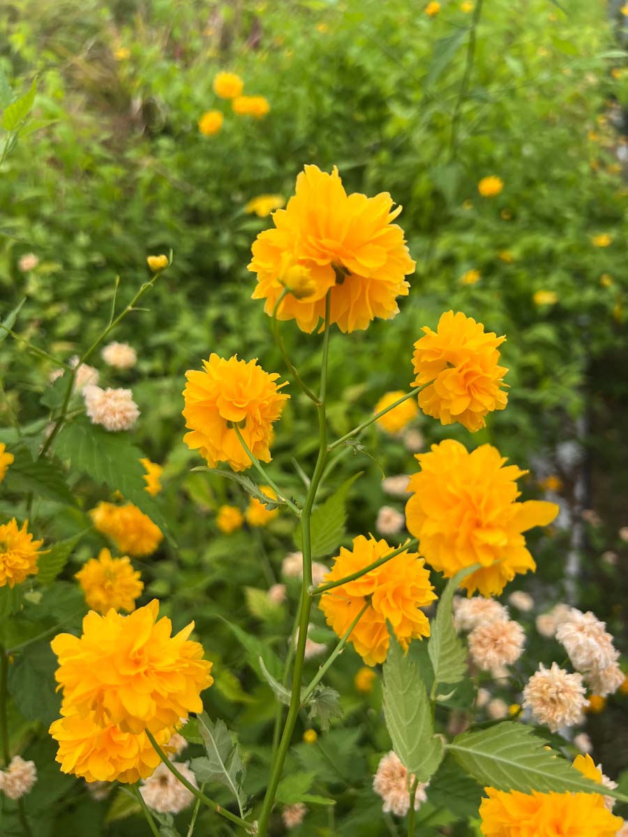 Kerria japonica 'Pleniflora' Tuinplanten bloem