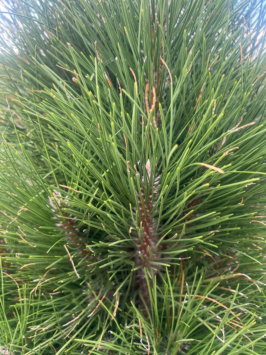 Pinus nigra 'Green Tower' Tuinplanten naald