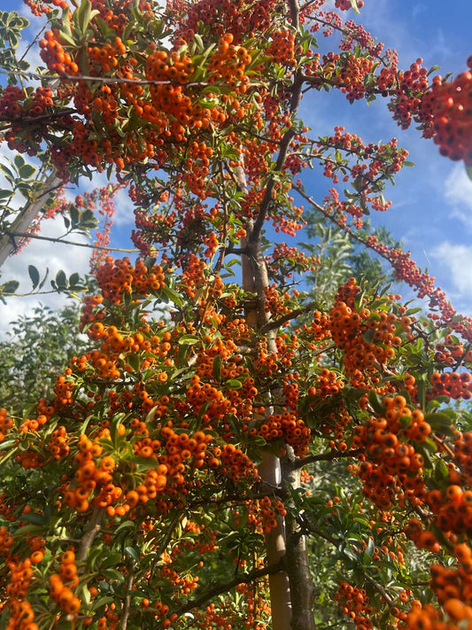 Pyracantha 'Mohave' op stam bes