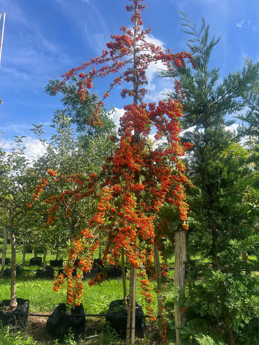 Pyracantha 'Mohave' meerstammig / struik bes