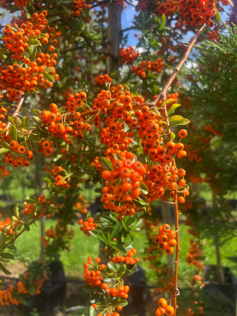 Pyracantha 'Mohave' op stam vrucht
