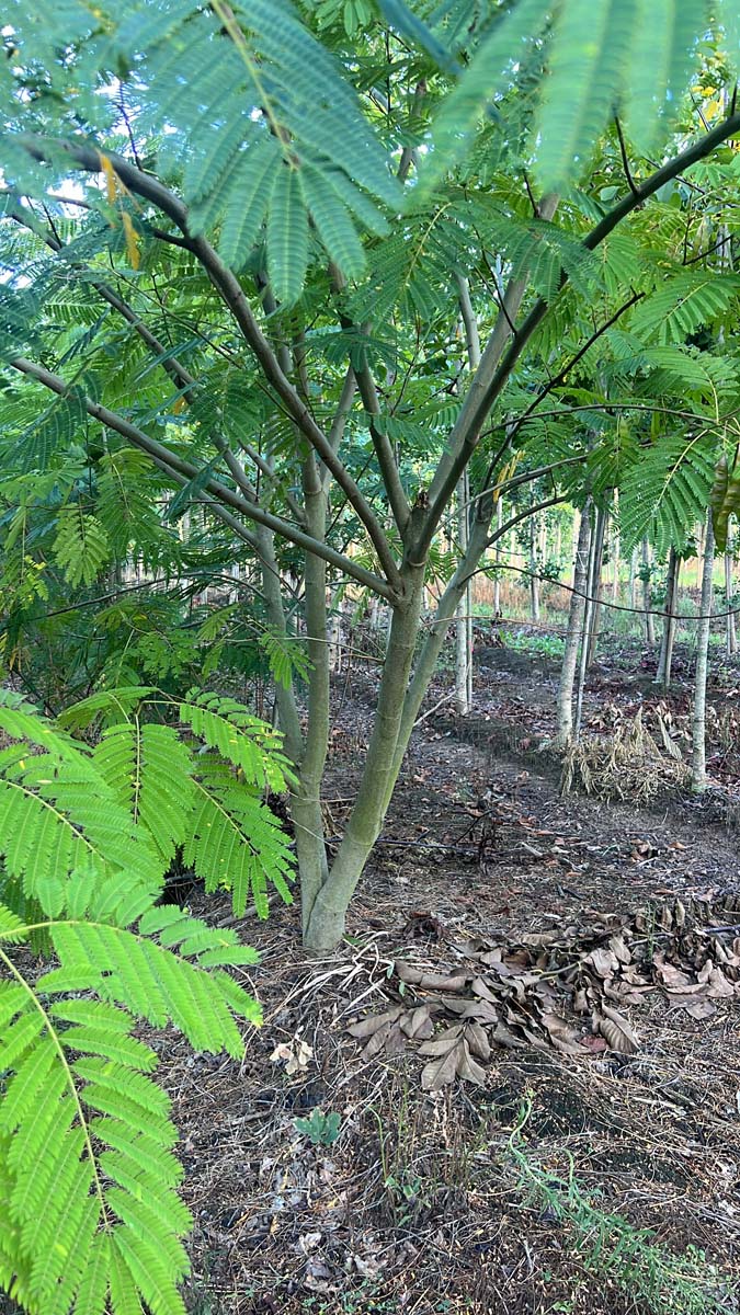 Albizia julibrissin meerstammig / struik meerstammig