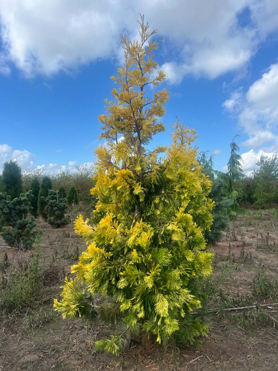 Calocedrus decurrens 'Maupin Glow' solitair
