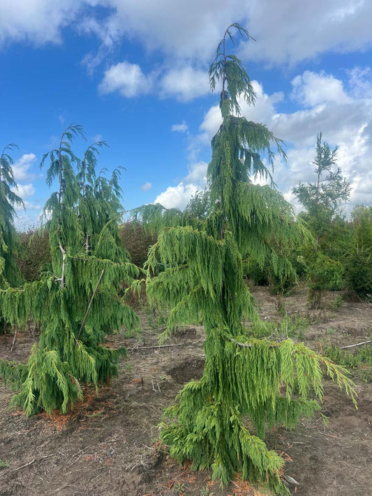 Chamaecyparis nootkatensis 'Pendula' solitair