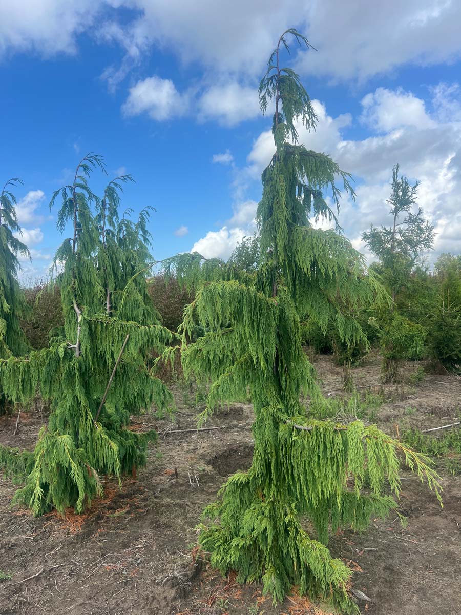 Chamaecyparis nootkatensis 'Pendula' solitair