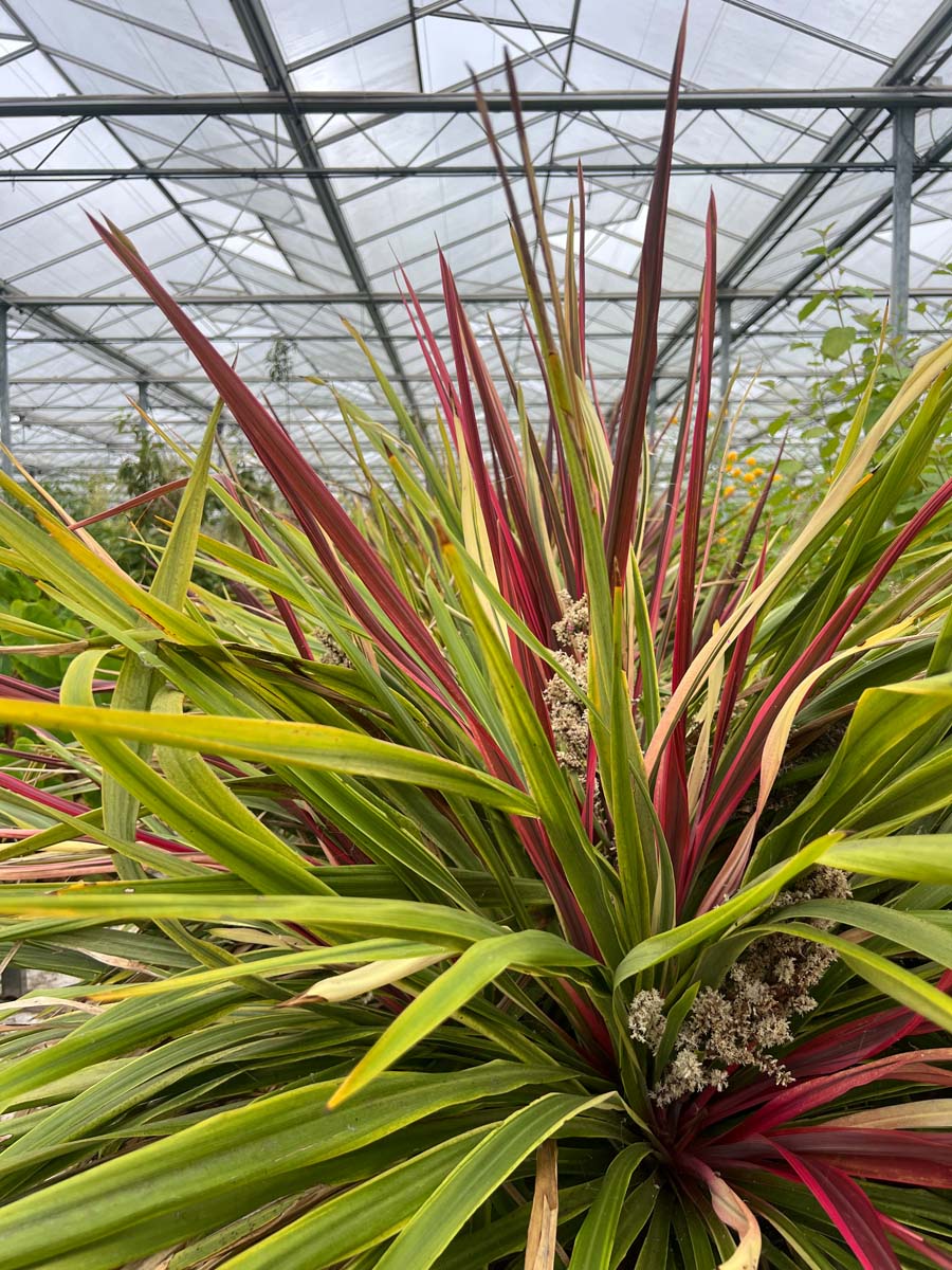 Cordyline 'Can Can' Tuinplanten tuinplanten
