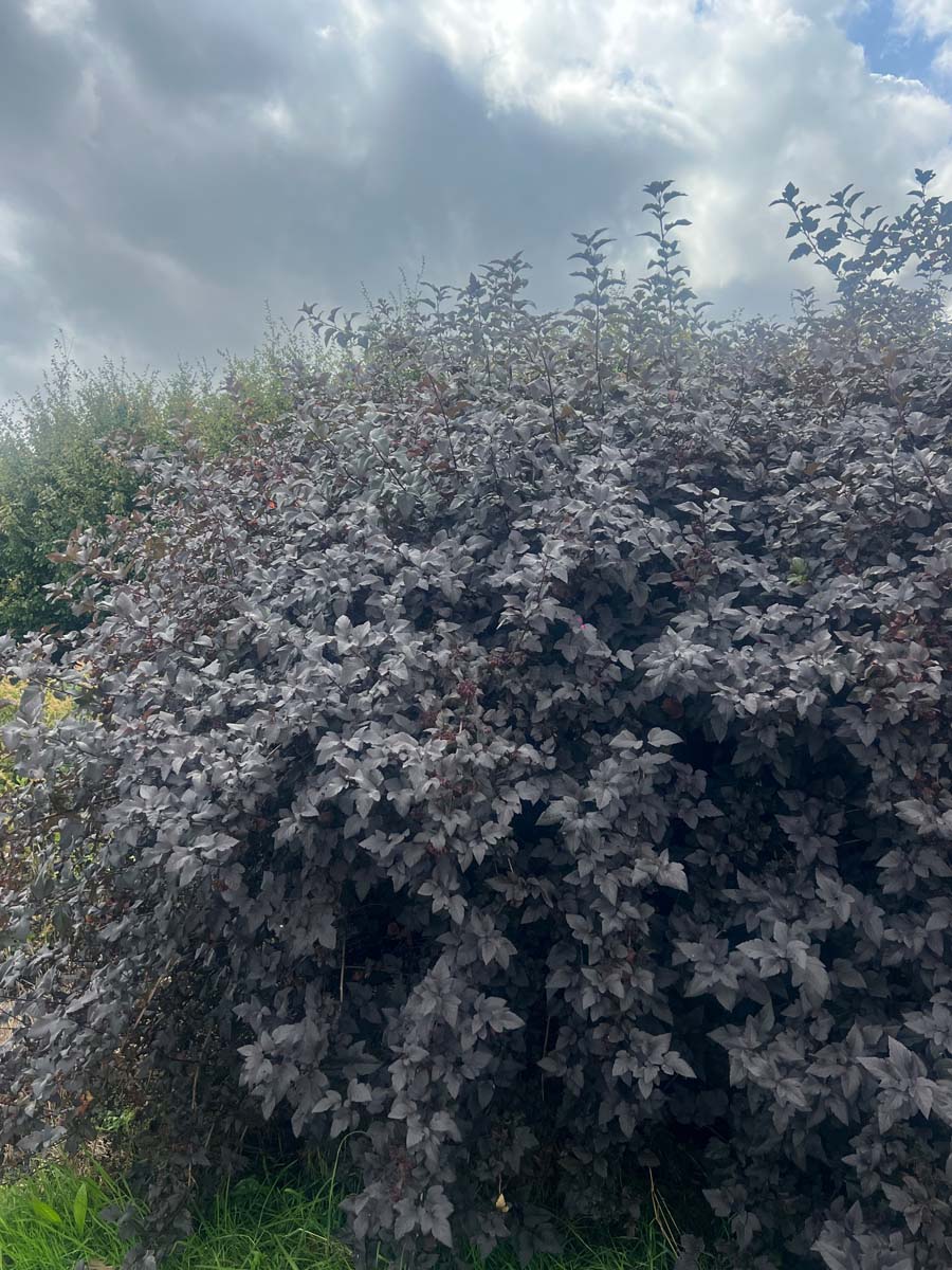 Physocarpus opulifolius 'Diabolo' meerstammig / struik struik