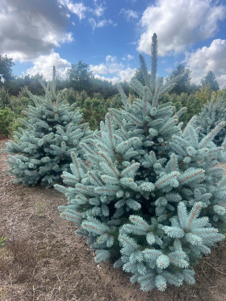 Picea pungens 'Baby Blue' solitair