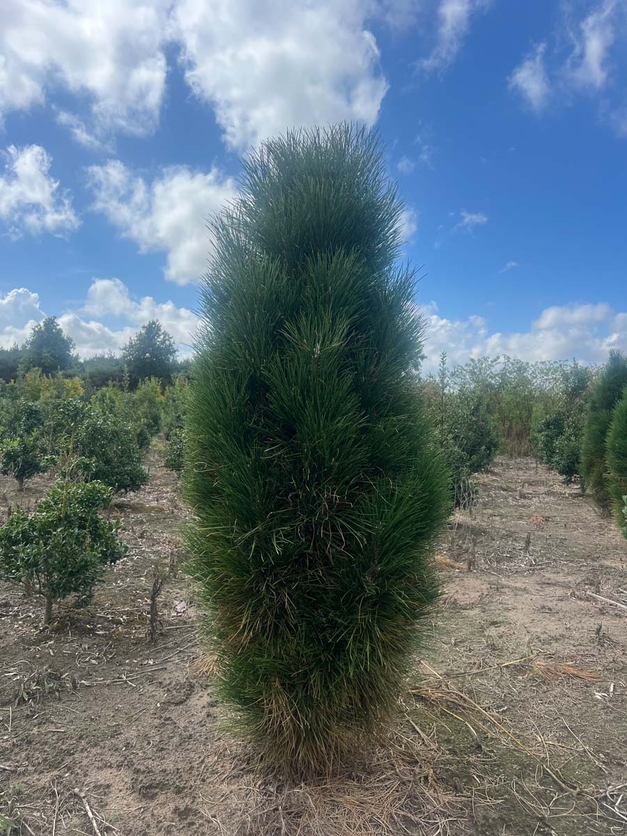 Pinus nigra 'Green Tower' solitair
