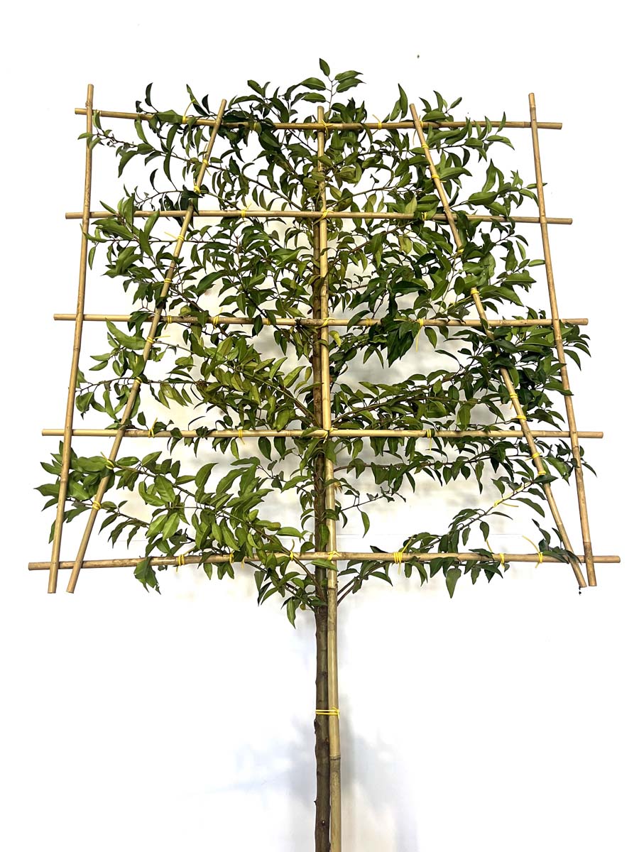 Prunus lusitanica 'Angustifolia' leiboom leiboom