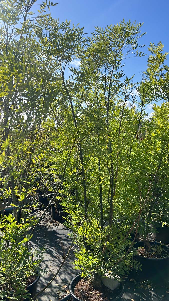 Styphnolobium japonicum Tuinplanten tuinplanten