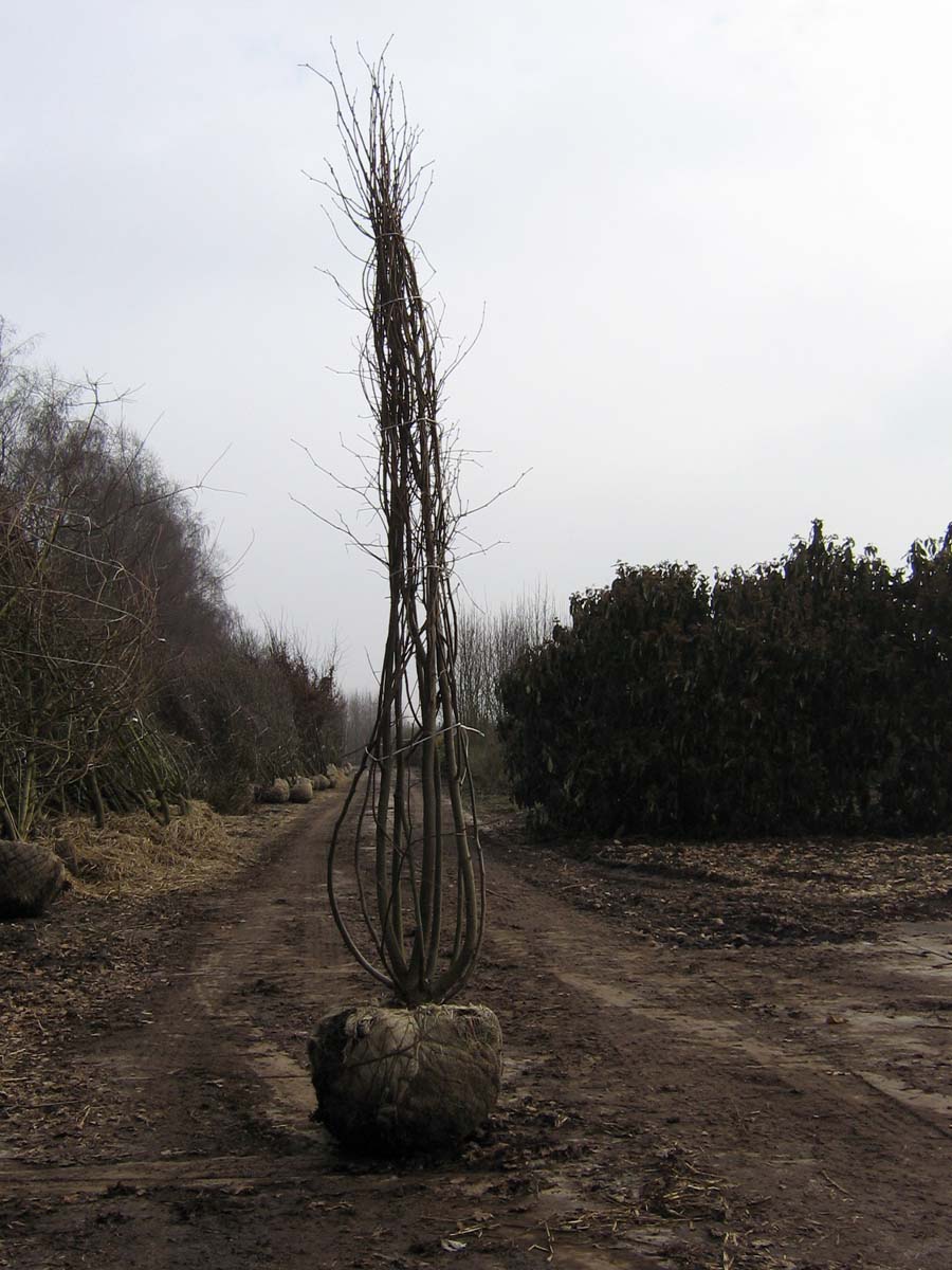 Tilia cordata dakboom draadkluit