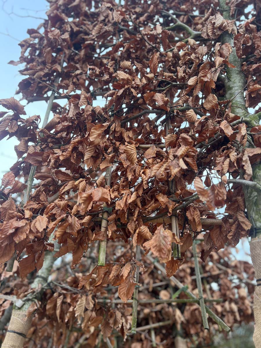 Fagus sylvatica leiboom leiboom