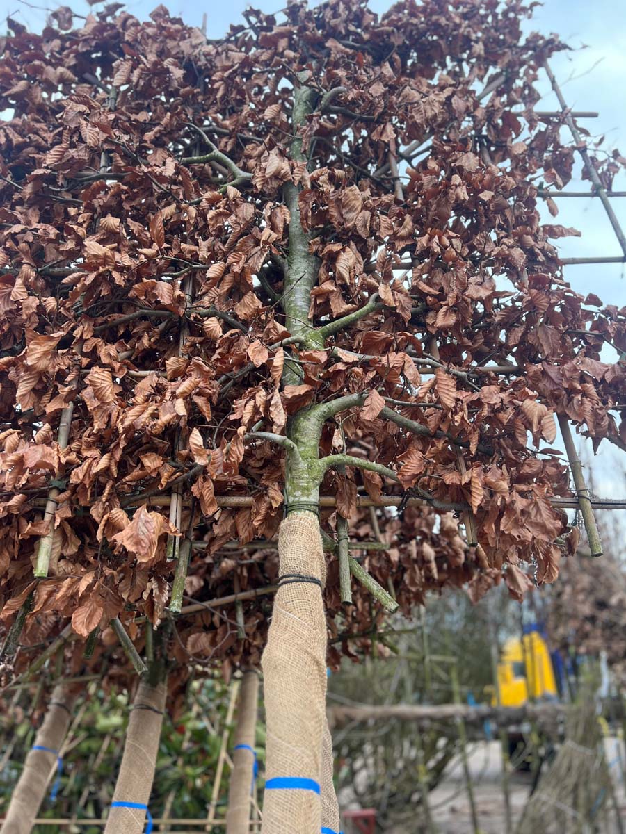 Fagus sylvatica leiboom leiboom