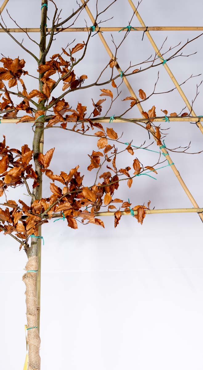 Fagus sylvatica leiboom leiboom