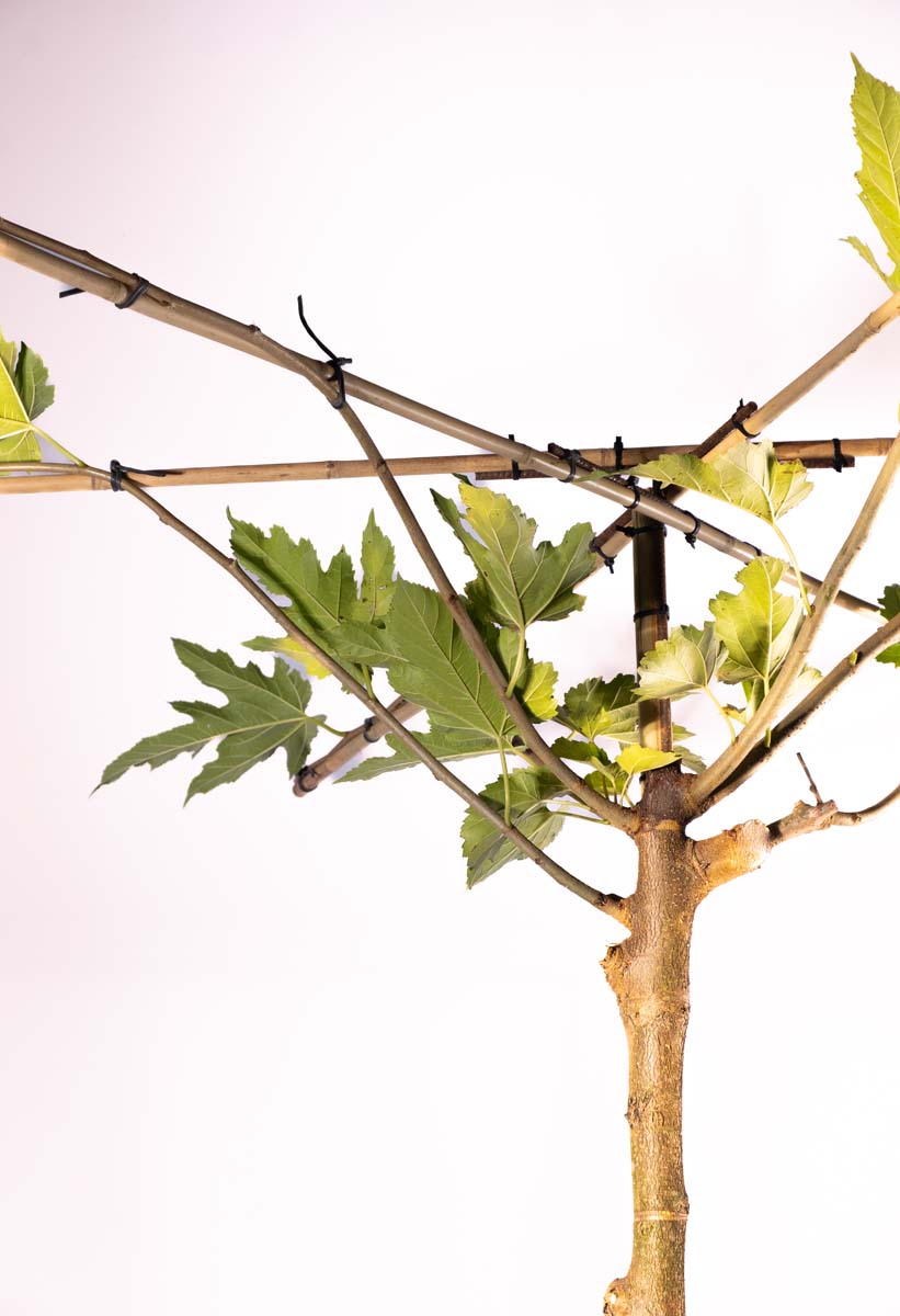 Morus alba 'Fruitless' dakboom dakboom