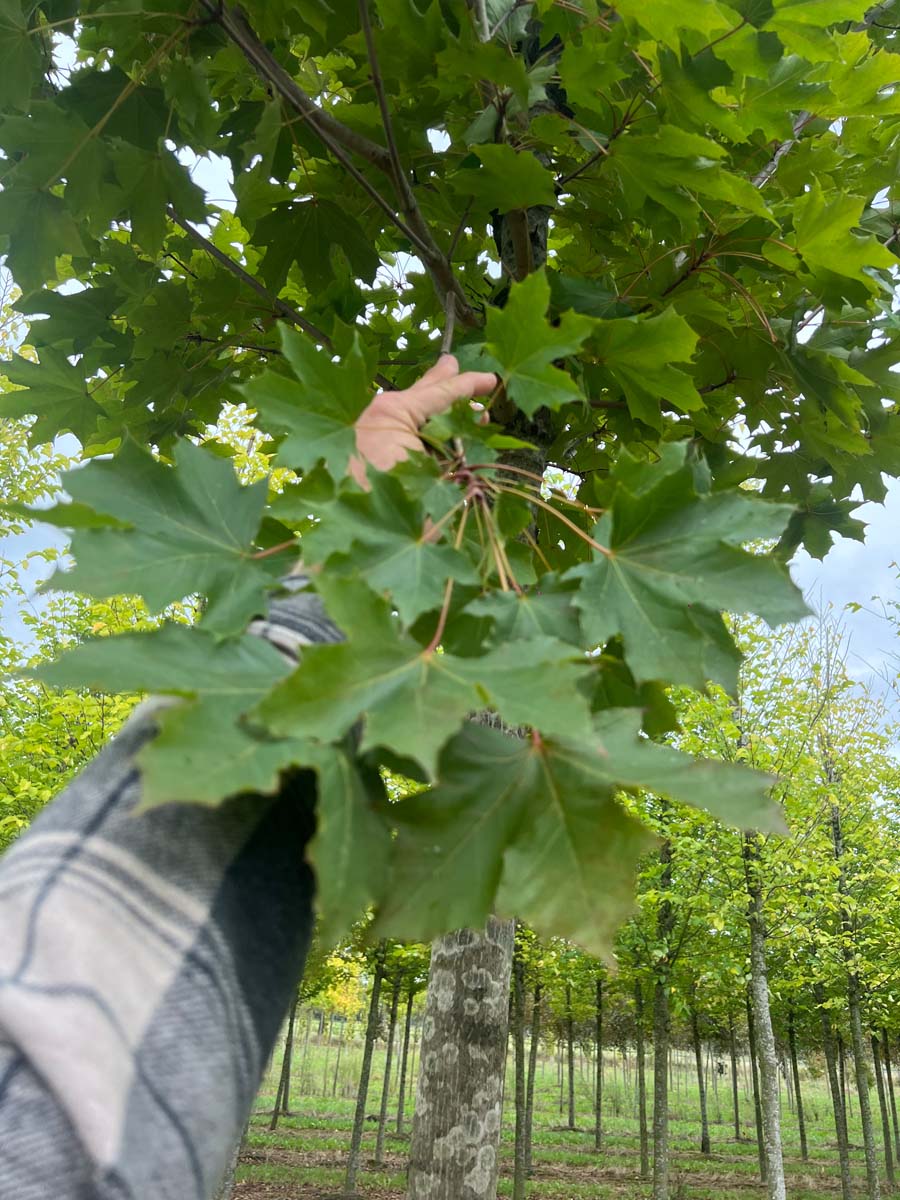Acer platanoides 'Fairview' op stam blad