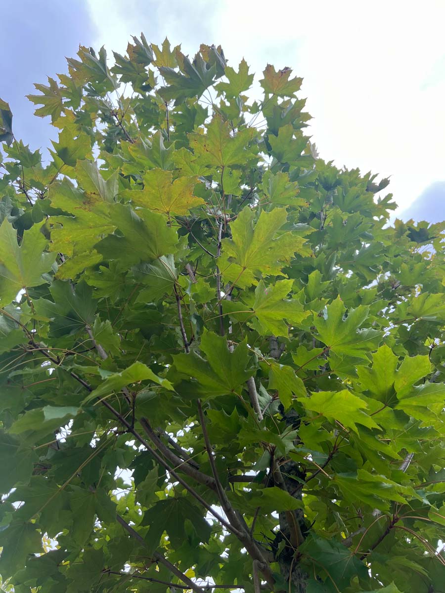 Acer platanoides 'Fairview' op stam bladeren