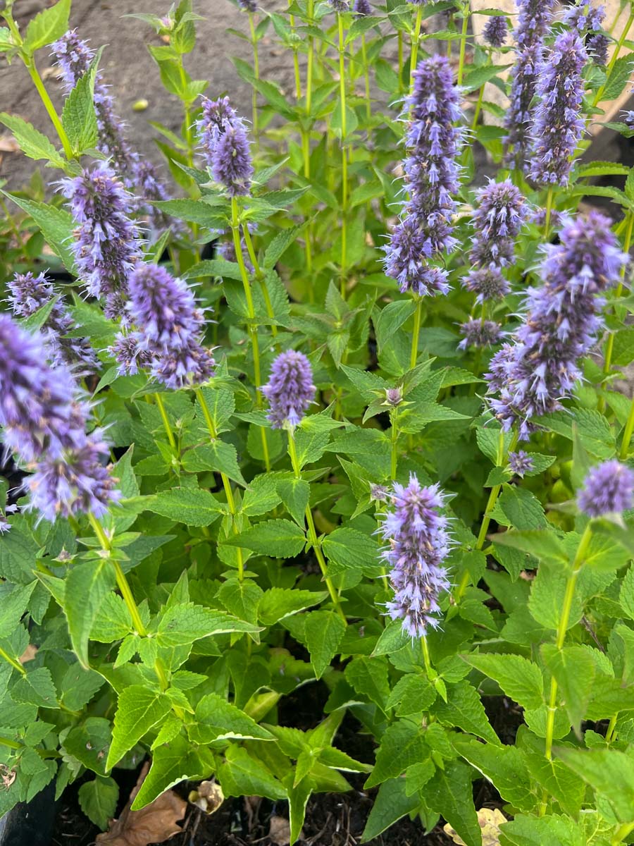 Agastache 'Blue Fortune' bloem