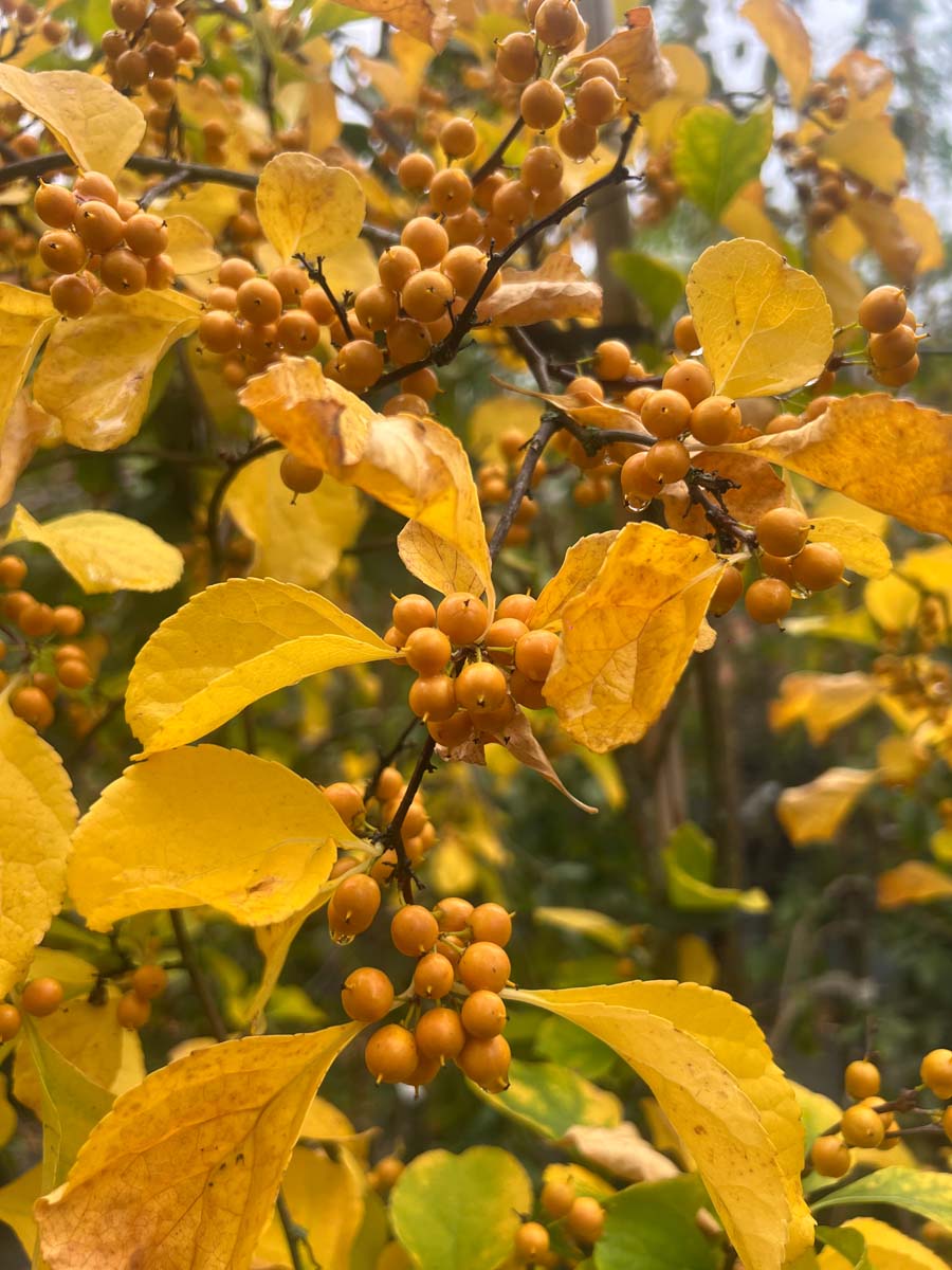 Celastrus orbiculatus vrucht