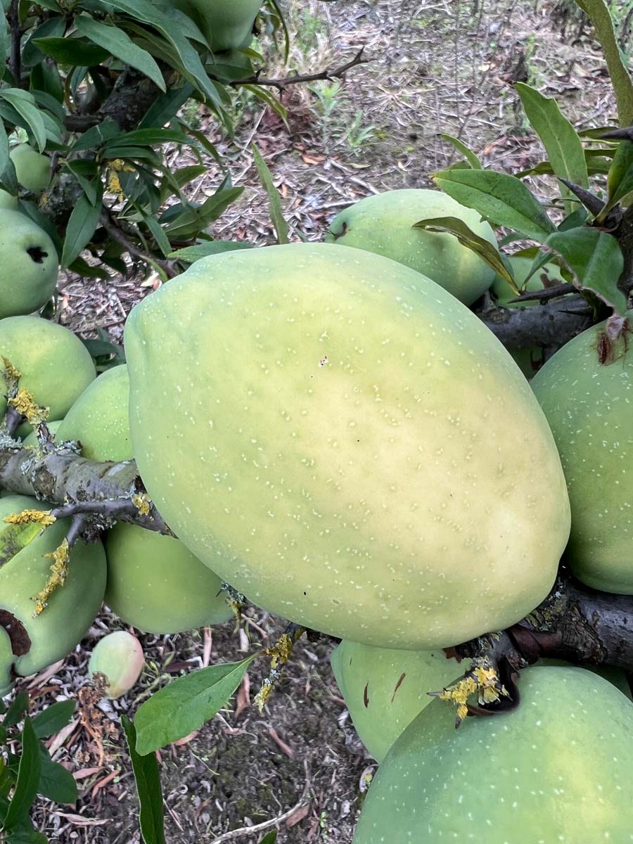 Chaenomeles cathayensis meerstammig / struik vrucht