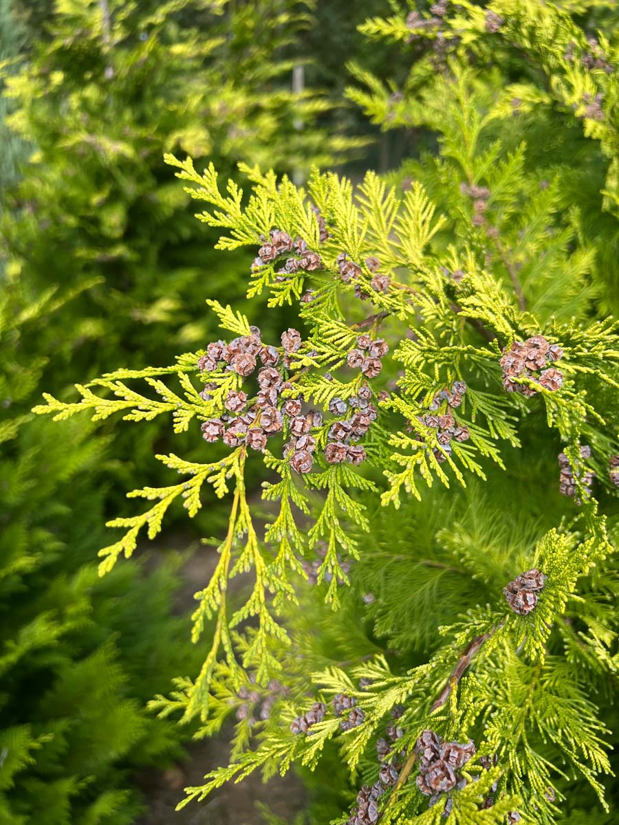Chamaecyparis lawsoniana 'Ivonne' Tuinplanten kegel