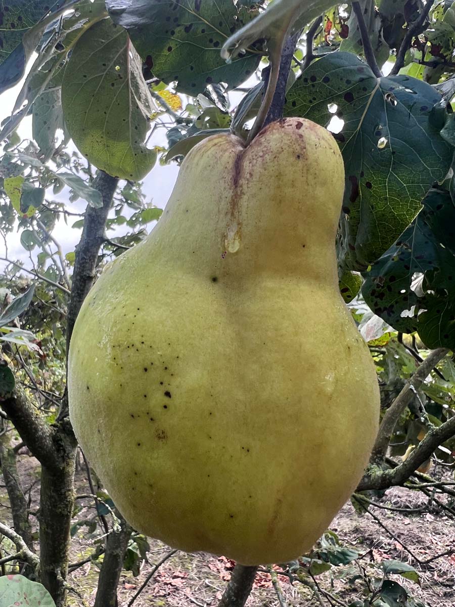 Cydonia oblonga 'Vranja' op stam vrucht