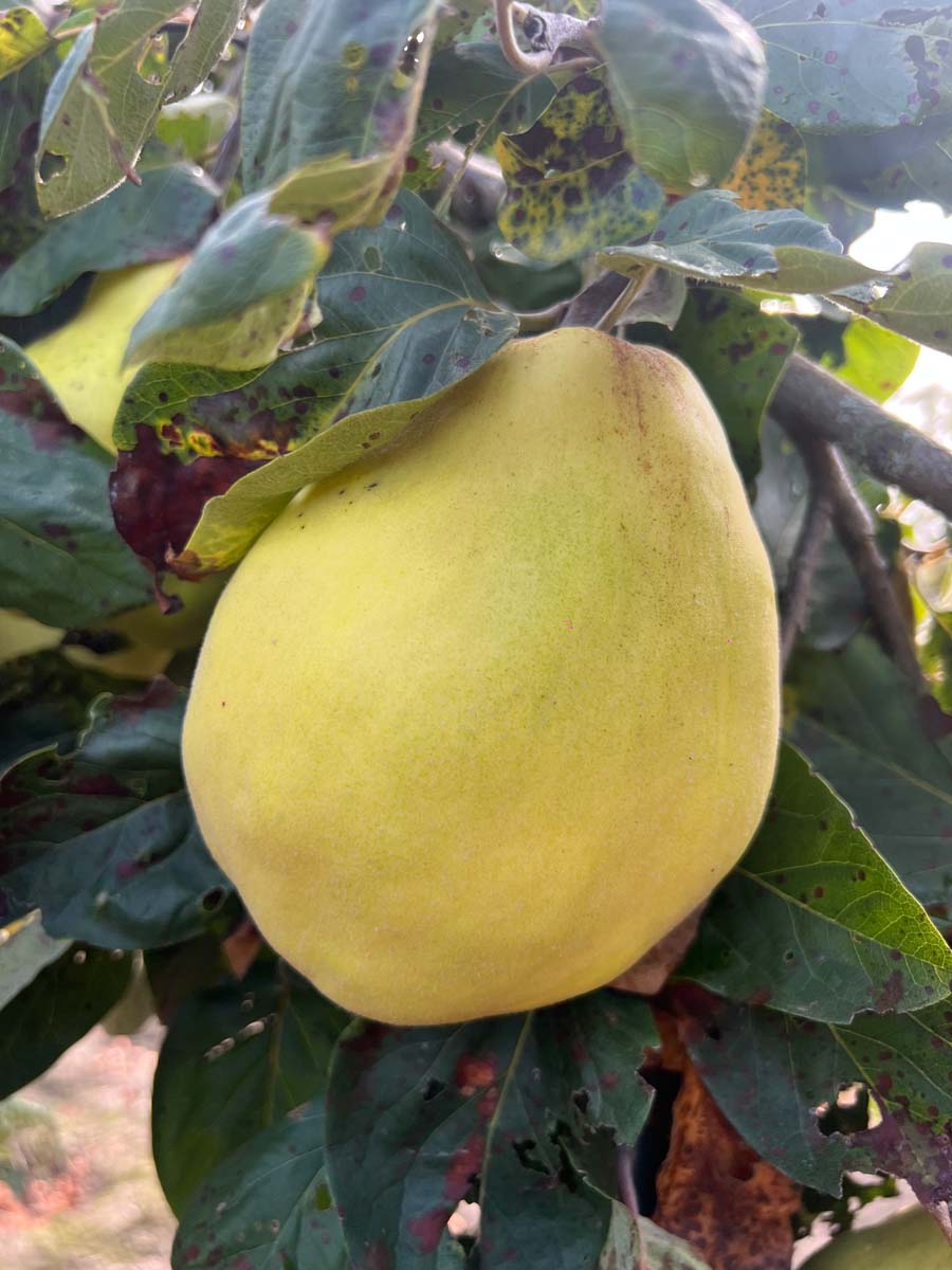 Cydonia oblonga 'Vranja' op stam vrucht