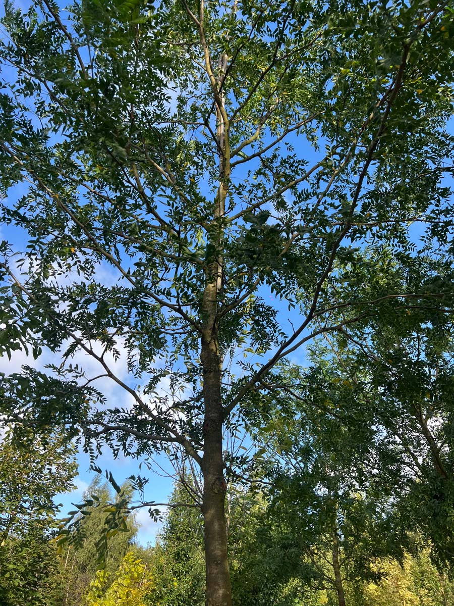 Gleditsia triacanthos 'Draves' op stam kroon