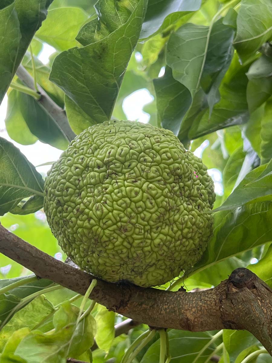 Maclura pomifera meerstammig / struik vrucht