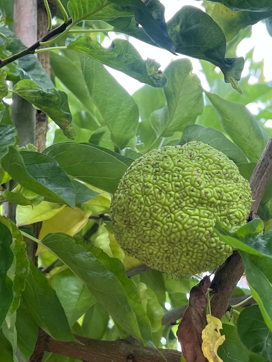 Maclura pomifera Tuinplanten vrucht