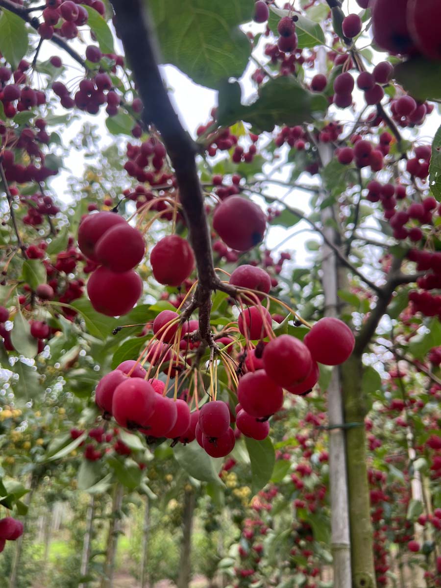 Malus baccata 'Akso' leiboom vrucht