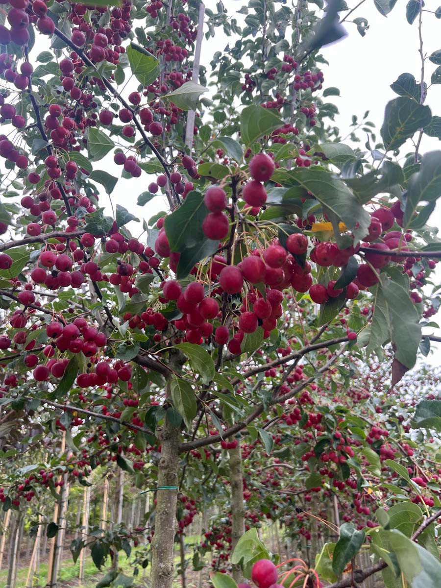 Malus 'Braendkjaer' op stam vrucht
