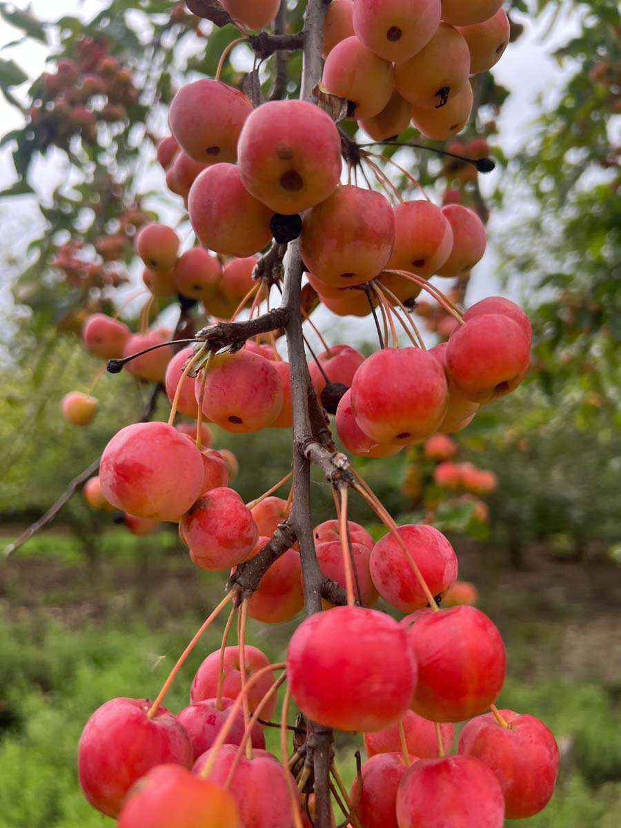 Malus 'Gorgeous' op stam sierappel