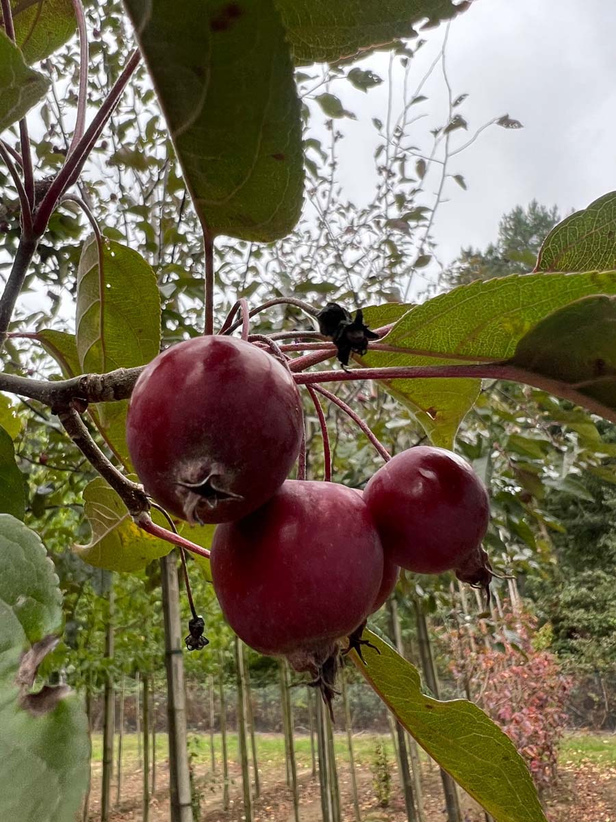 Malus 'Herkenrode' meerstammig / struik vrucht