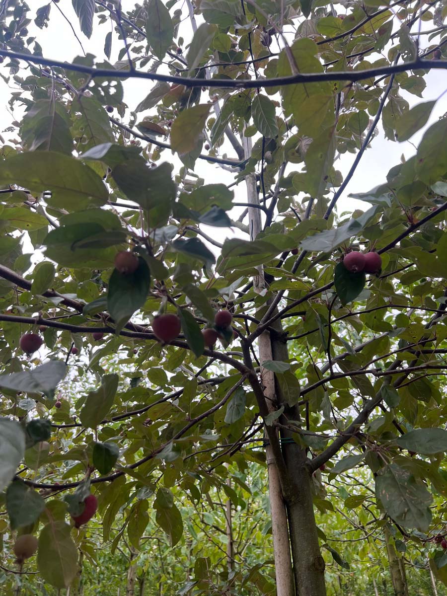Malus 'Herkenrode' op stam kroon