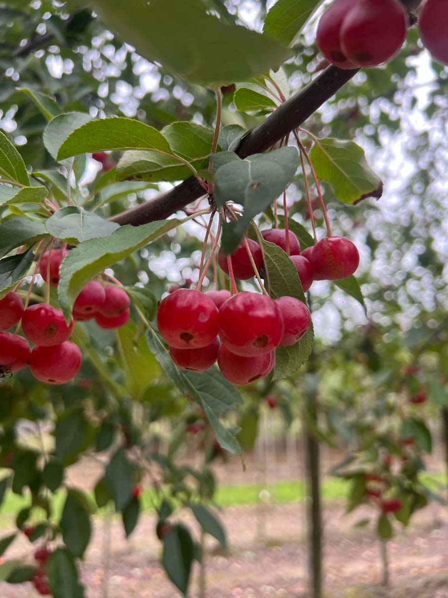 Malus hupehensis 'Arie Mauritz' meerstammig / struik vrucht