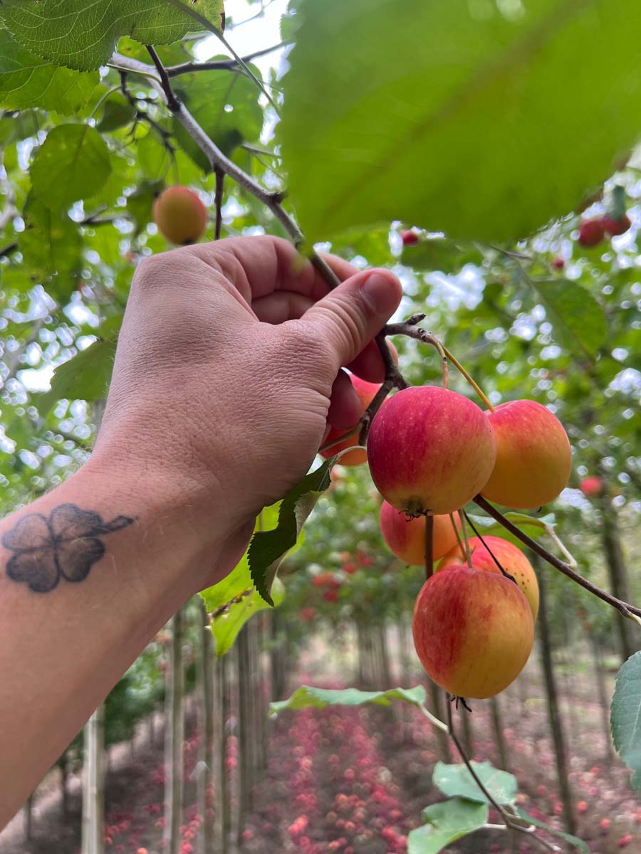 Malus 'Hyslop' leiboom vrucht