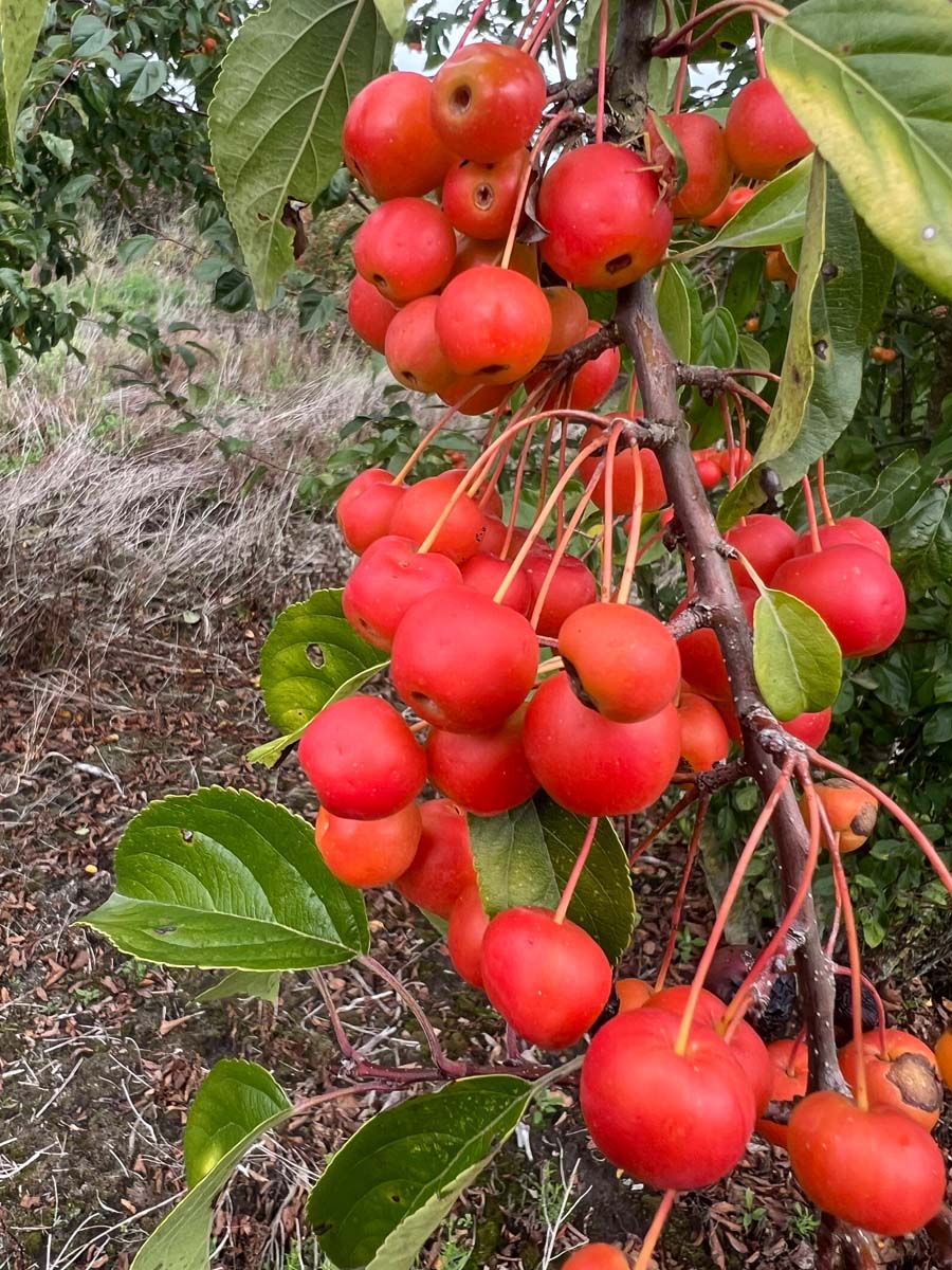 Malus 'Professor Sprenger' solitair vrucht