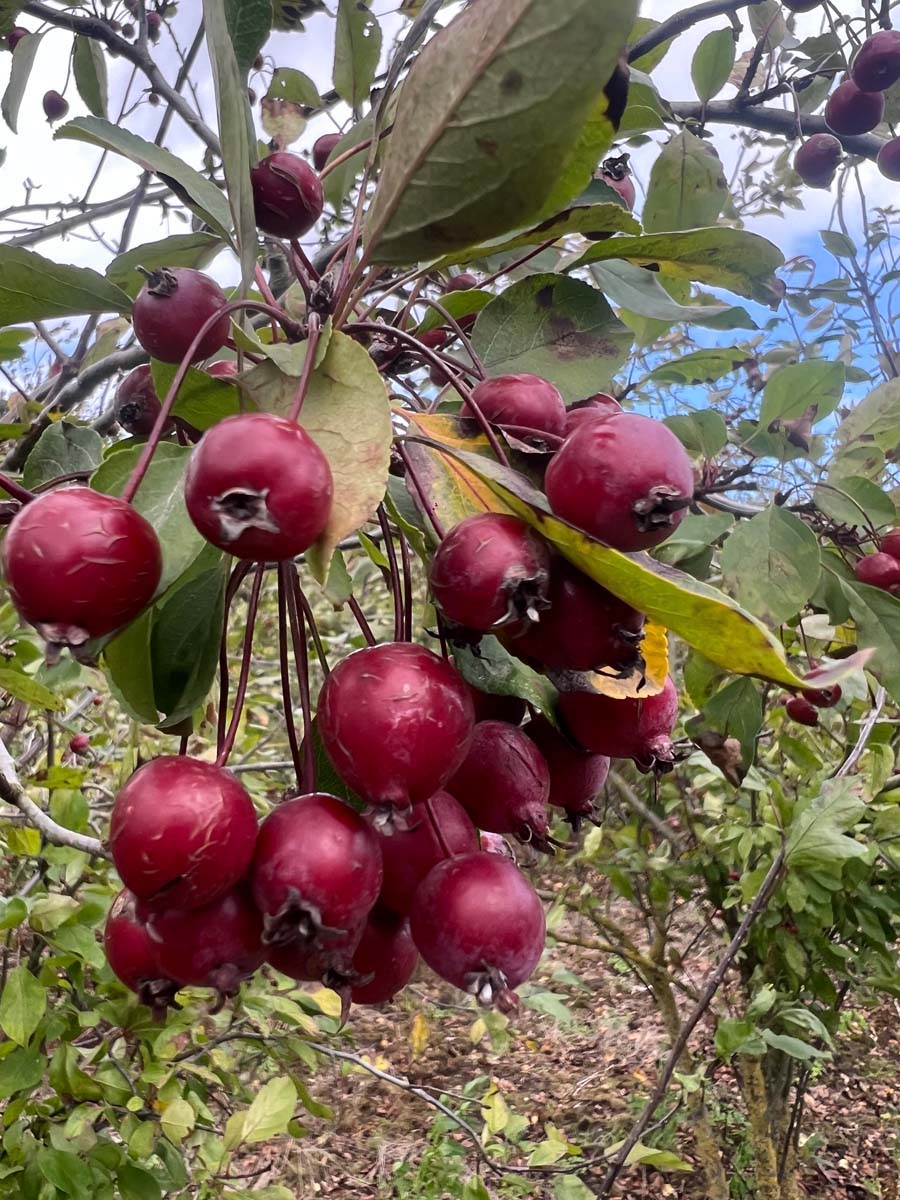 Malus 'Profusion' leiboom vrucht