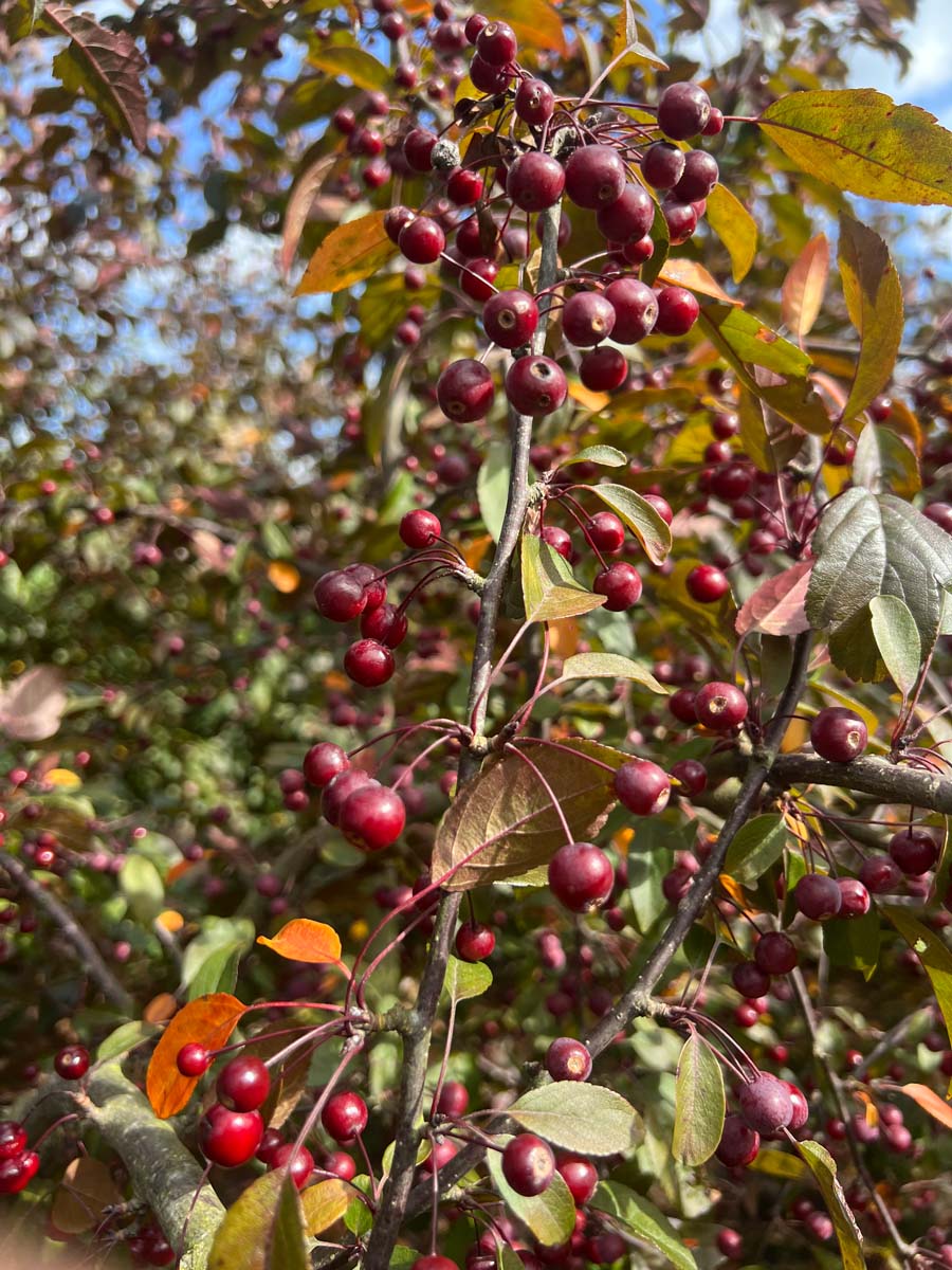 Malus toringo 'Scarlett' leiboom vrucht