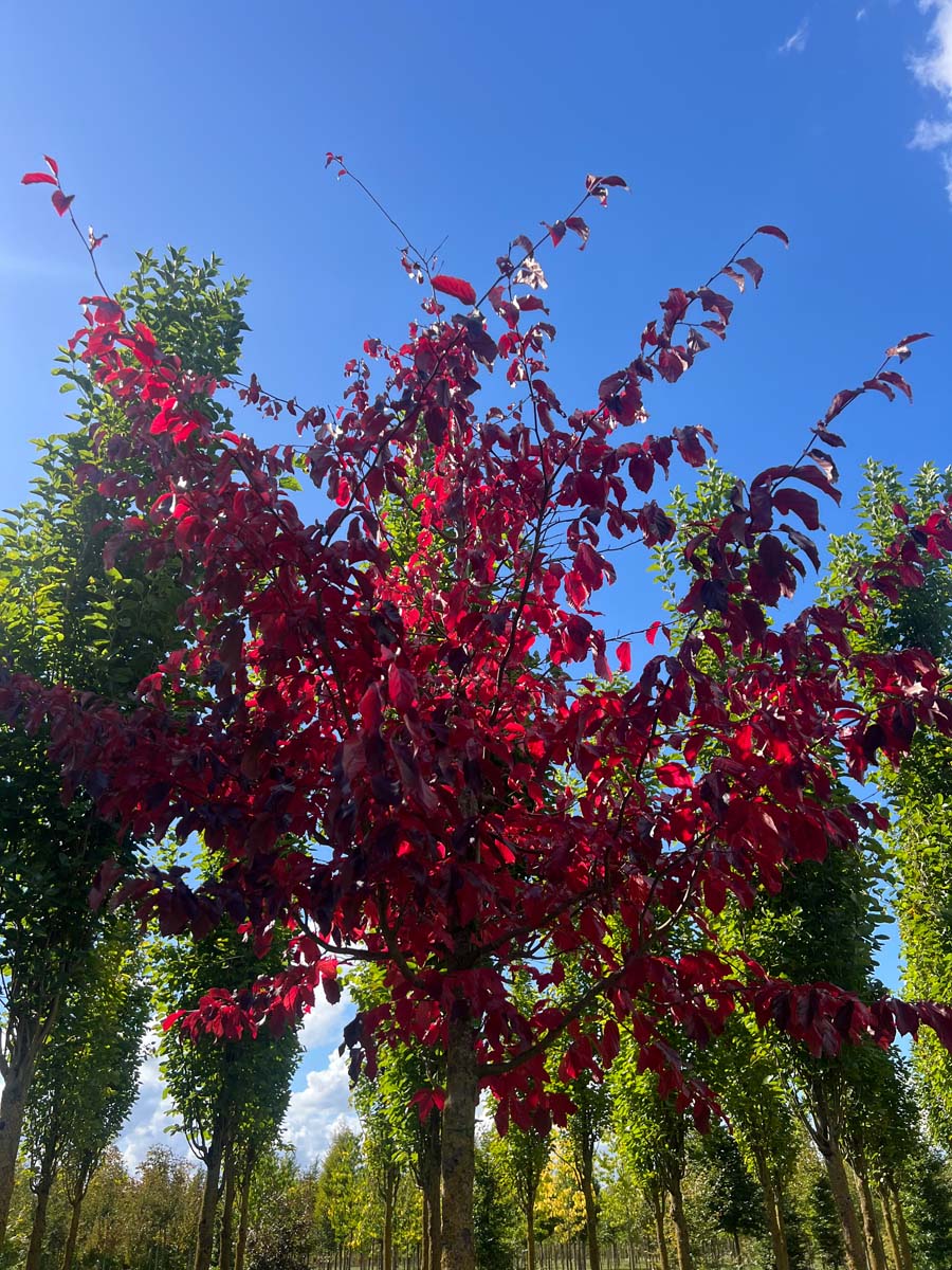 Parrotia persica 'Bella' op stam kroon